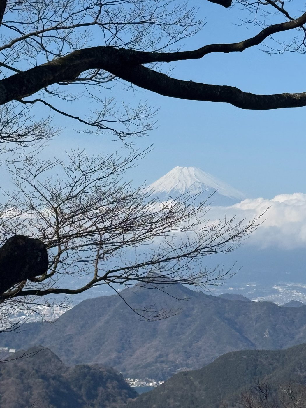 Mount Fuji framed by winter tree branches