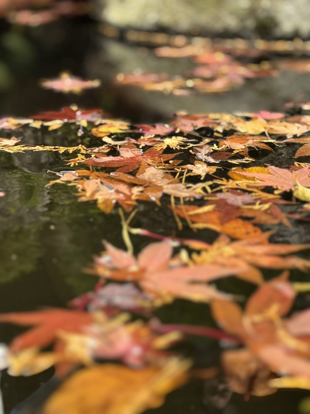Japanese maple trees in vivid autumn colours